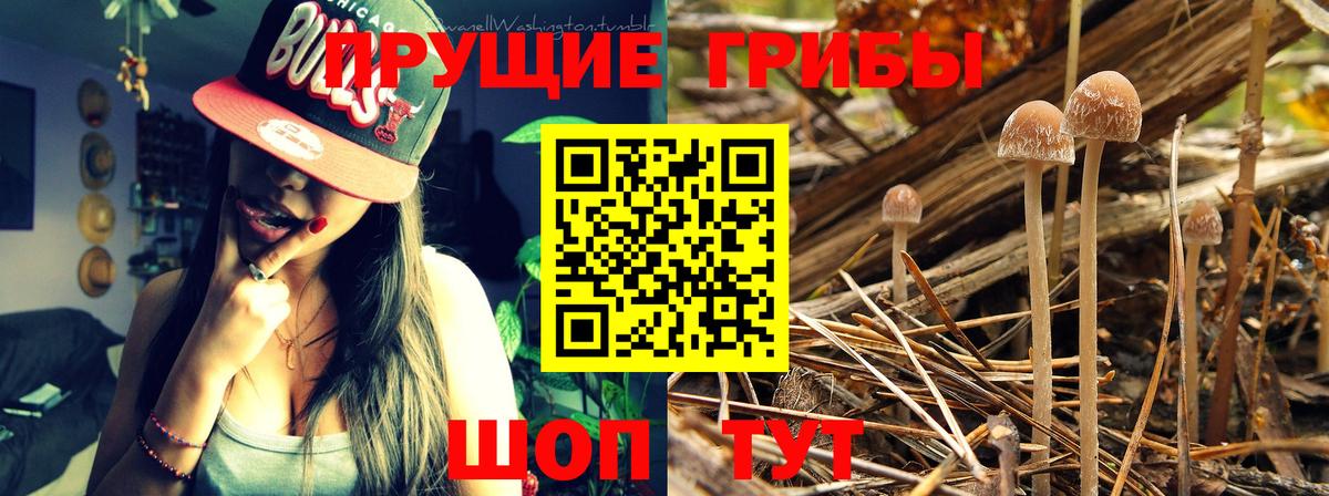 Орехово-Зуево  Галлюциногенные грибы Cubensis  Вход с VPN 